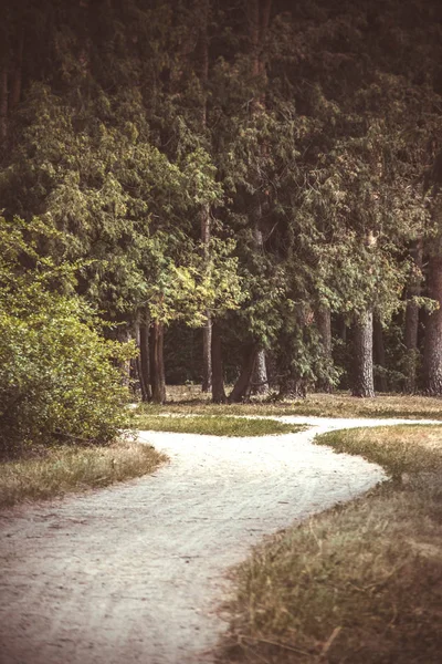 Camino de la tierra árboles del parque forestal — Foto de Stock