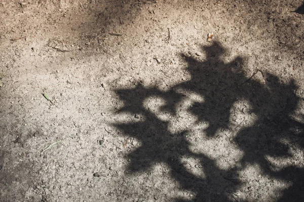 바닥에 단풍 나무 잎의 그림자 — 스톡 사진
