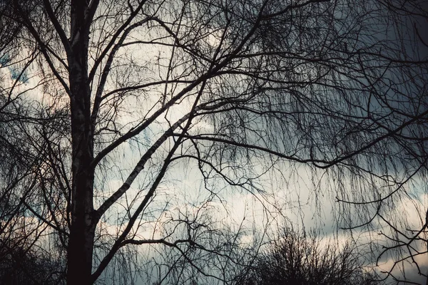 曇り雨の空の背景に対する木の枝 — ストック写真