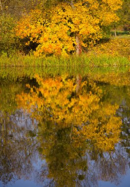 Sarı yapraklar ağacıyla su yansıma