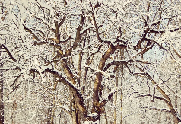 Uzwojenia gałęzie drzewa pokryte śniegiem — Zdjęcie stockowe