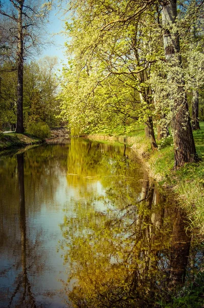 Reflejo de troncos de árboles en el agua en la primavera — Foto de Stock
