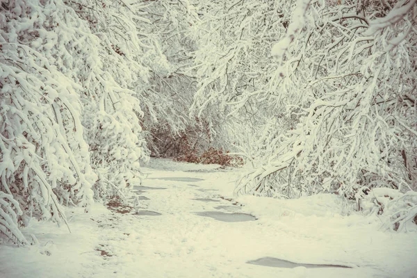 Árboles cubiertos de nieve plantas bosque en invierno — Foto de Stock