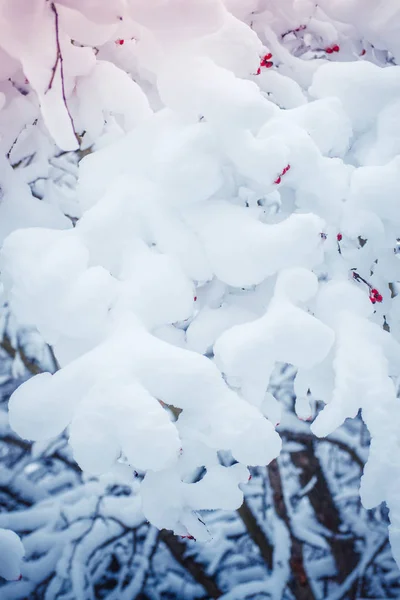 Snow-covered trees plants forest in winter — Stock Photo, Image