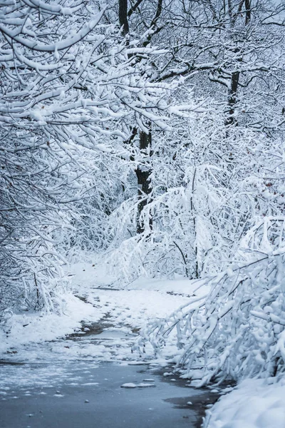 Snow-covered trees plants forest in winter — Stock Photo, Image