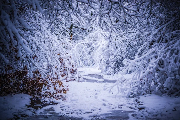 Snow-covered trees plants forest in winter — Stock Photo, Image