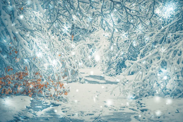 겨울에 눈 덮인 나무 식물 숲 — 스톡 사진