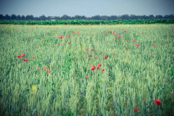 background Field with green shoots of grain and poppy flowers