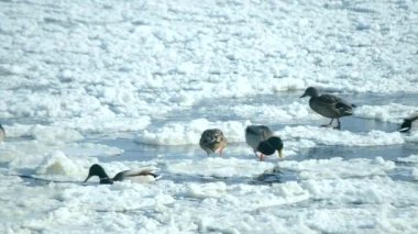 Ördekler kışın kar arasında su yüzeyinde yüzerler.