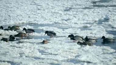 Ördekler kışın kar arasında su yüzeyinde yüzerler.