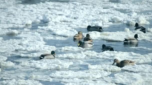 Le anatre nuotano sulla superficie dell'acqua in inverno tra la neve — Video Stock