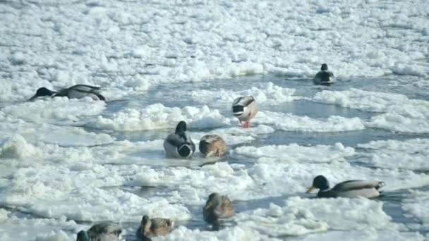 Ducks swim on the surface of the water in the winter among snow — Stock Video