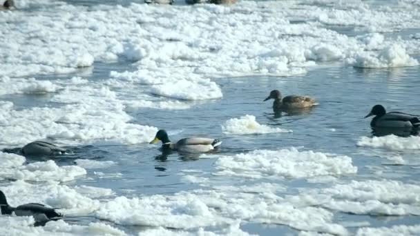 鸭子在冬天的雪地里游在水面上 — 图库视频影像