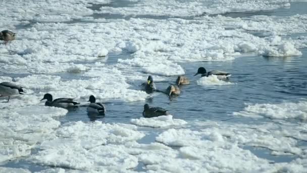 Enten schwimmen im Winter Wasser — Stockvideo