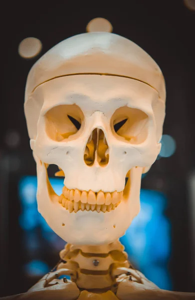 Manekin ludzką czaszkę zbliżenie — Zdjęcie stockowe