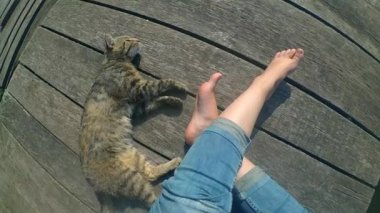 Kız bacaklar ve eski ahşap plakalar yüzeyinde yatan kedi. Üstte görüntü.