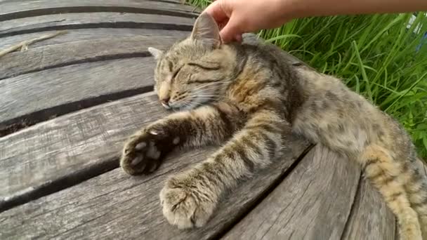 Meisje beroertes kat liggend houten oppervlak van oude houten planken — Stockvideo