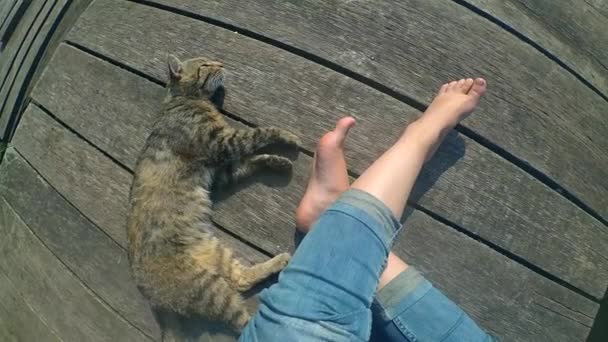 Dívky, nohy a kočičí kočky na povrchu starých dřevěných hoblků. Pohled shora.