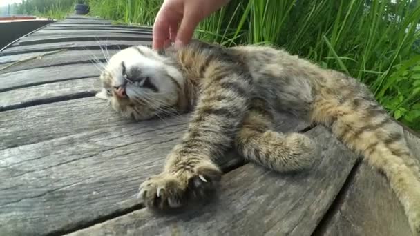 Flicka stroke katt liggande träyta av gamla träplankor — Stockvideo