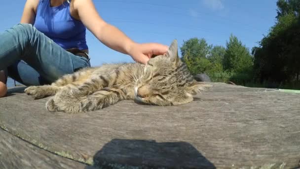 Дівчина гладить кішку, лежачи на дерев'яній поверхні старих дерев'яних дощок — стокове відео
