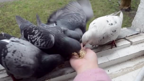 Menina alimentando pombas pássaros com as mãos na soleira da janela da casa — Vídeo de Stock