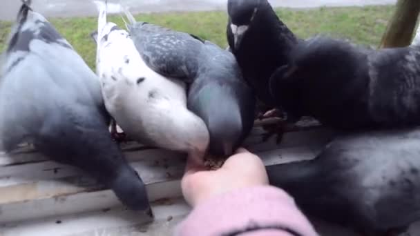 Ragazza che nutre uccelli colombe con le mani sul davanzale della casa — Video Stock