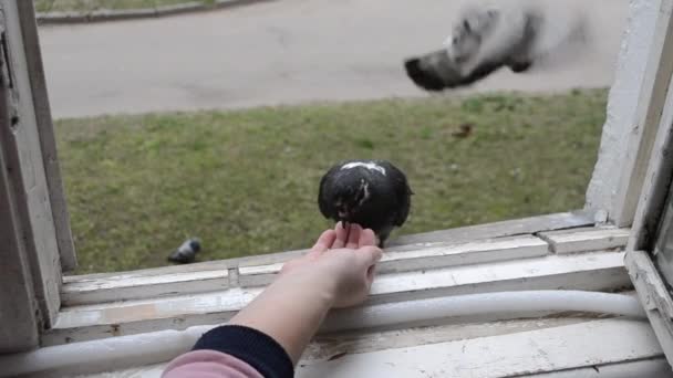 Fille nourrir les oiseaux colombes avec les mains sur le seuil de la fenêtre de la maison — Video