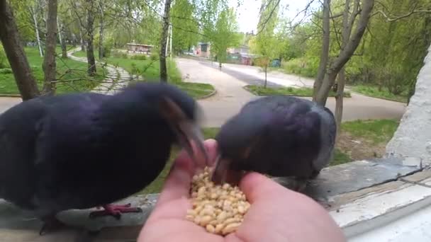Alimentación de las aves palomas de la mano en primavera día soleado — Vídeos de Stock