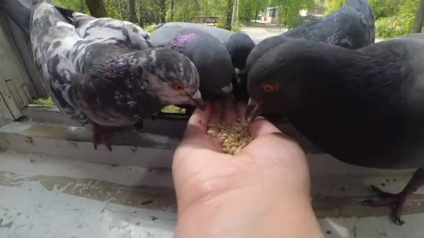 Voederen van vogels duiven van de hand op het voorjaar zonnige dag — Stockvideo