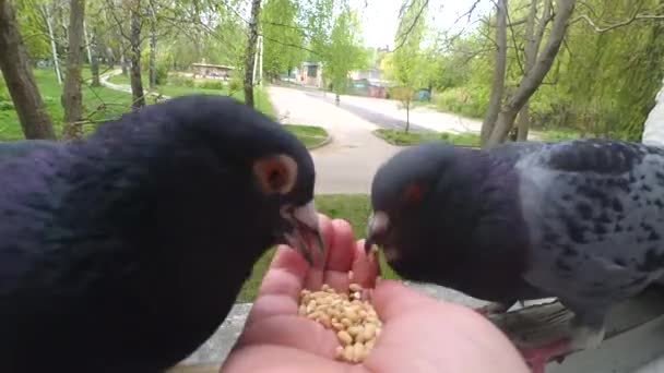 Alimentación de las aves palomas de la mano en primavera día soleado — Vídeo de stock
