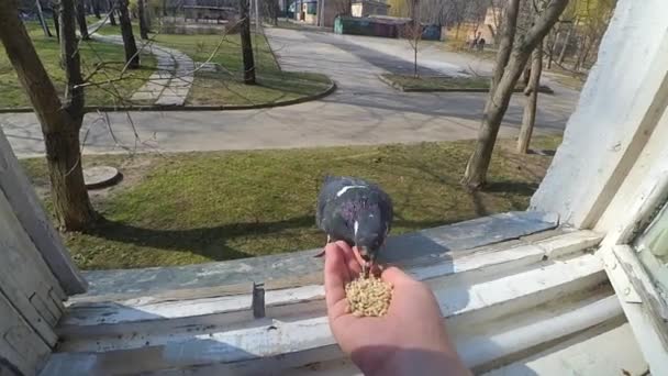 Alimentación de las aves palomas de la mano en primavera día soleado — Vídeo de stock