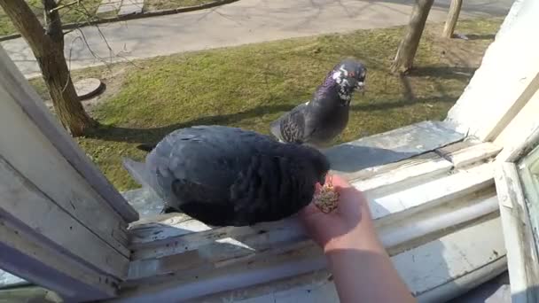 Alimentación de las aves palomas de la mano en primavera día soleado — Vídeos de Stock