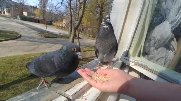 Feeding birds pigeons from hand on spring sunny day — Stock Video