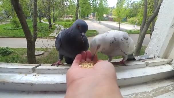 Ταΐζοντας πουλιά περιστέρια από το χέρι την άνοιξη ηλιόλουστη μέρα — Αρχείο Βίντεο