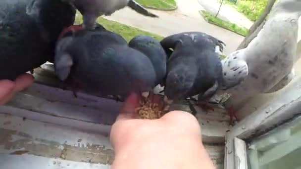 Feeding birds pigeons from hand on spring sunny day — Stock Video