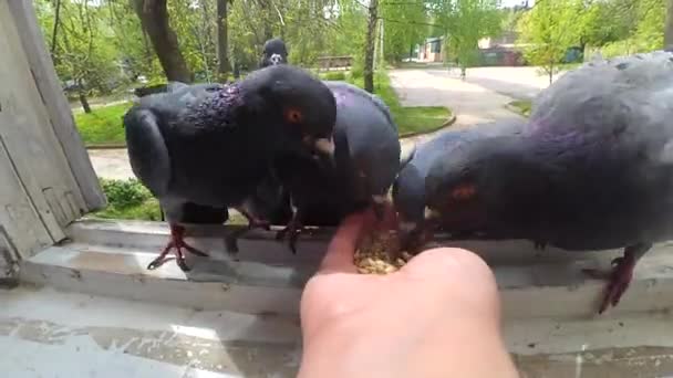 Fütterung von Tauben aus der Hand an sonnigem Frühlingstag — Stockvideo