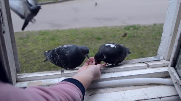 Girl feeding birds doves with hands on home window sill — Stock Video