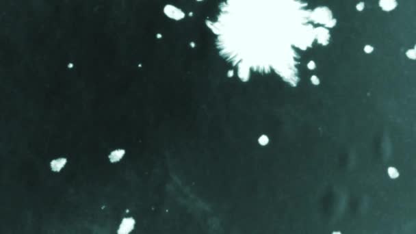 Vita droppar bläck droppade på svart plan, Isolerad Vit bläck droppar falla — Stockvideo