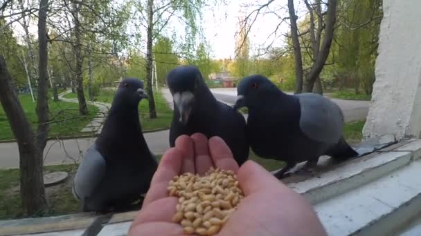 Годувати птахів голубами з рук на весняний сонячний день . — стокове відео