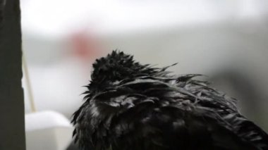 Yağmur sırasında pencere üzerinde oturan ıslak güvercin