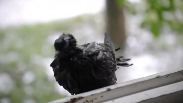 Pomba molhada sentada no peitoril da janela durante a chuva — Vídeo de Stock