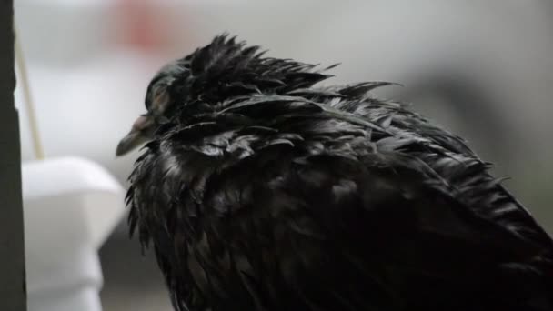 Мокрий голуб сидить на підвіконні під час дощу — стокове відео