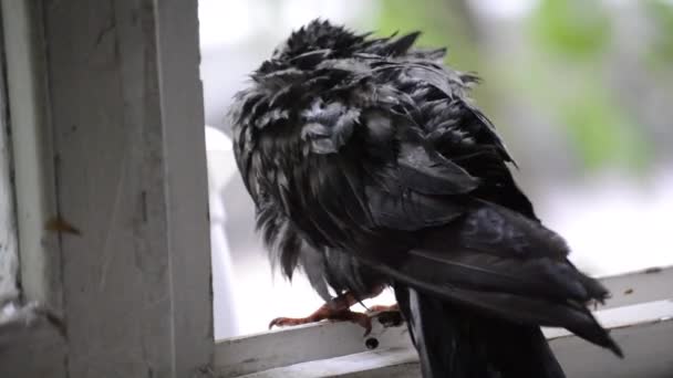 Mokrá holubice sedí na okenní římse během deště — Stock video