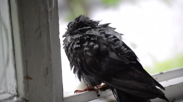Влажный голубь сидит на подоконнике во время дождя — стоковое видео
