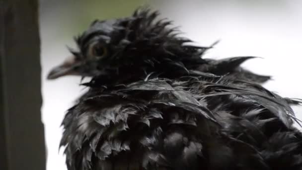 Wet dove sitting on the windowsill during the rain — Stock Video