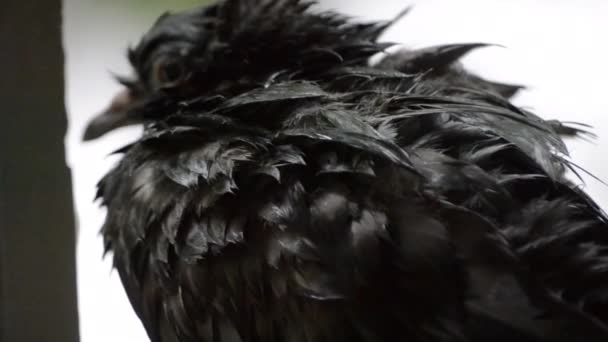 Wet dove sitting on the windowsill during the rain — Stock Video