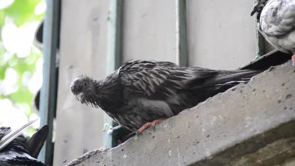 นกพิราบเปียกนั่งอยู่บนเนินหน้าต่างระหว่างฝน — วีดีโอสต็อก