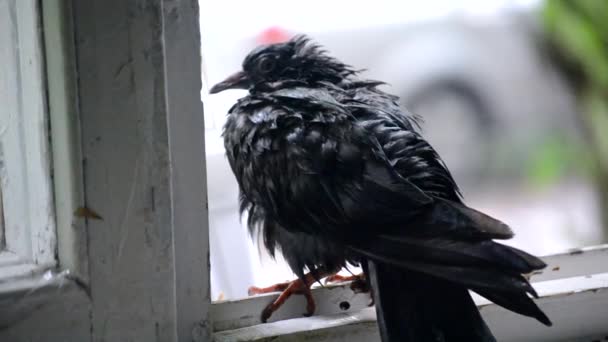 Влажный голубь сидит на подоконнике во время дождя — стоковое видео