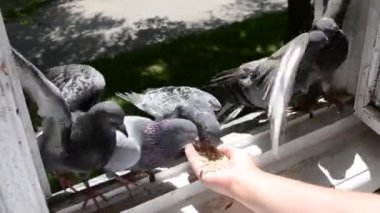 Kız besleme kuşlar ev penceresinde elleri ile güvercinler