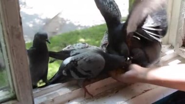 Kız besleme kuşlar ev penceresinde elleri ile güvercinler